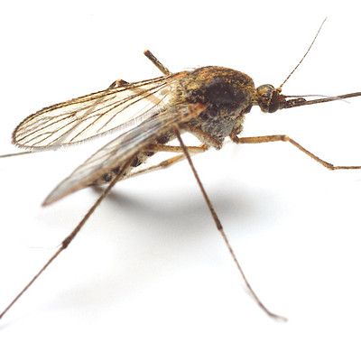 Jänisruttotartuntojen määrä kasvaa